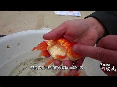 魚死了怎麼辦|觀賞魚快死時怎樣急救,魚快死了有急救方法嗎？？